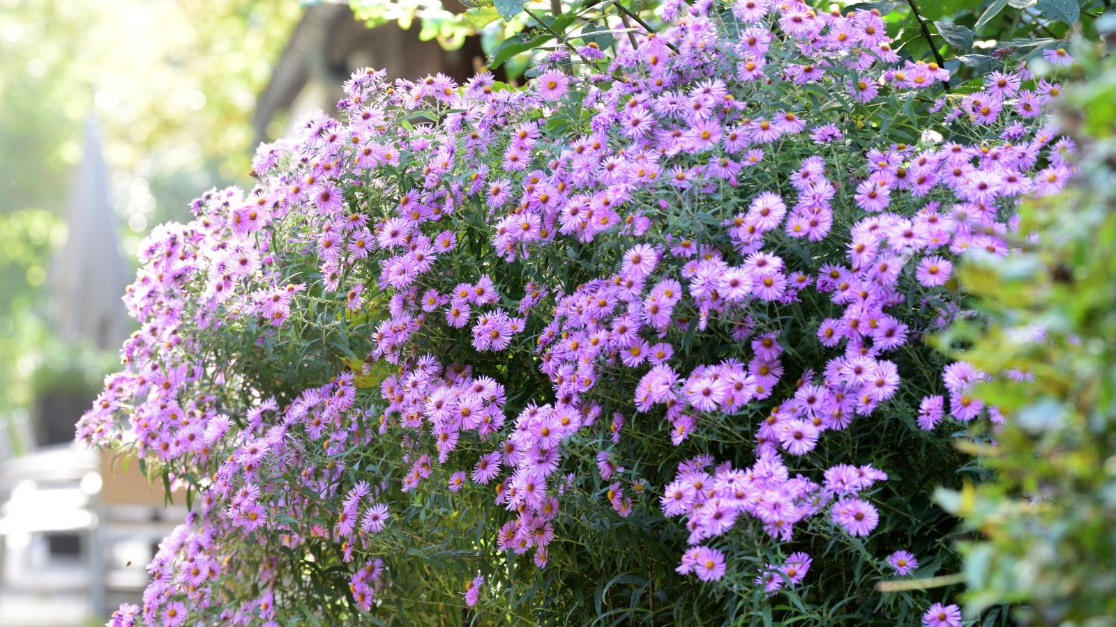 Should I cut back asters in the fall or wait till spring? | Homes and