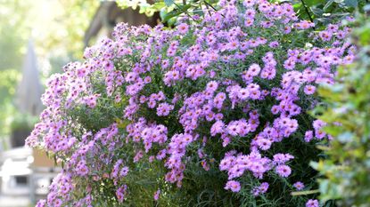 Purple-flowering asters