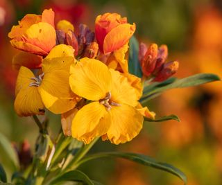 orange wallflowers (erysimum cheiri)