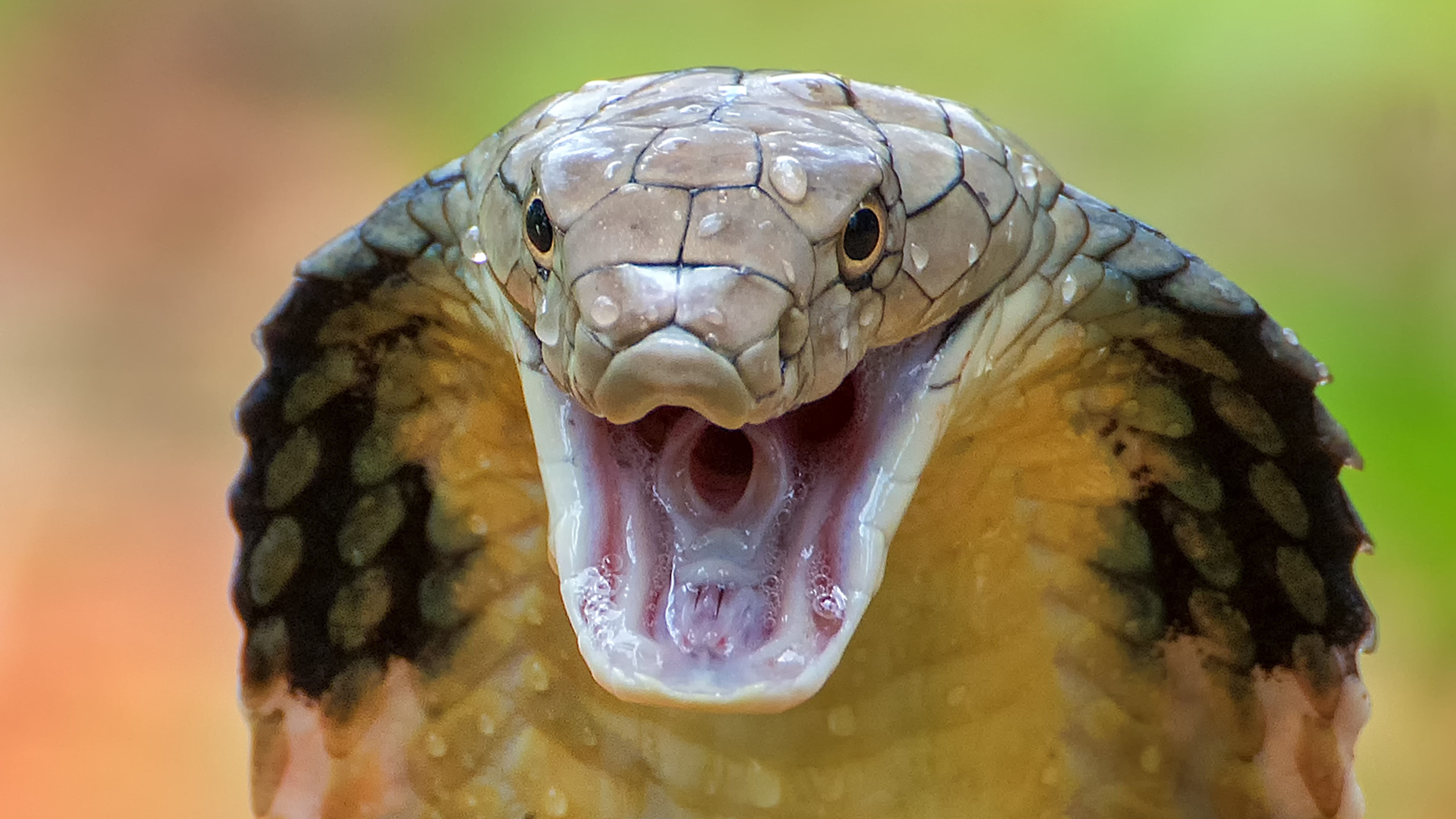 Illustration of poisonous snakes used in Senator Kennedy’s new book to explain the impact of harmful legislation