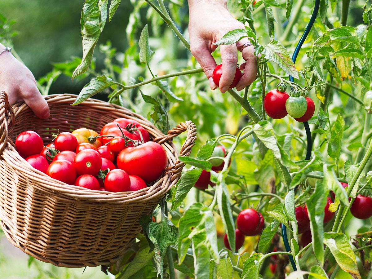 Tomatoes growing in a home garden
