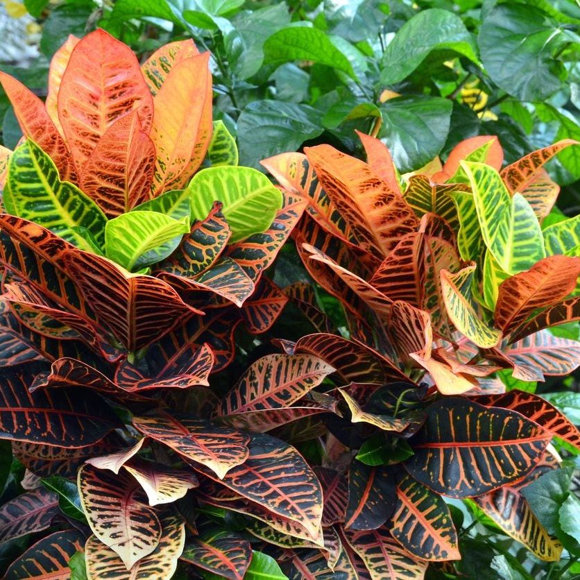 Can You Grow A Croton Outdoors - Learn About Growing Croton ...