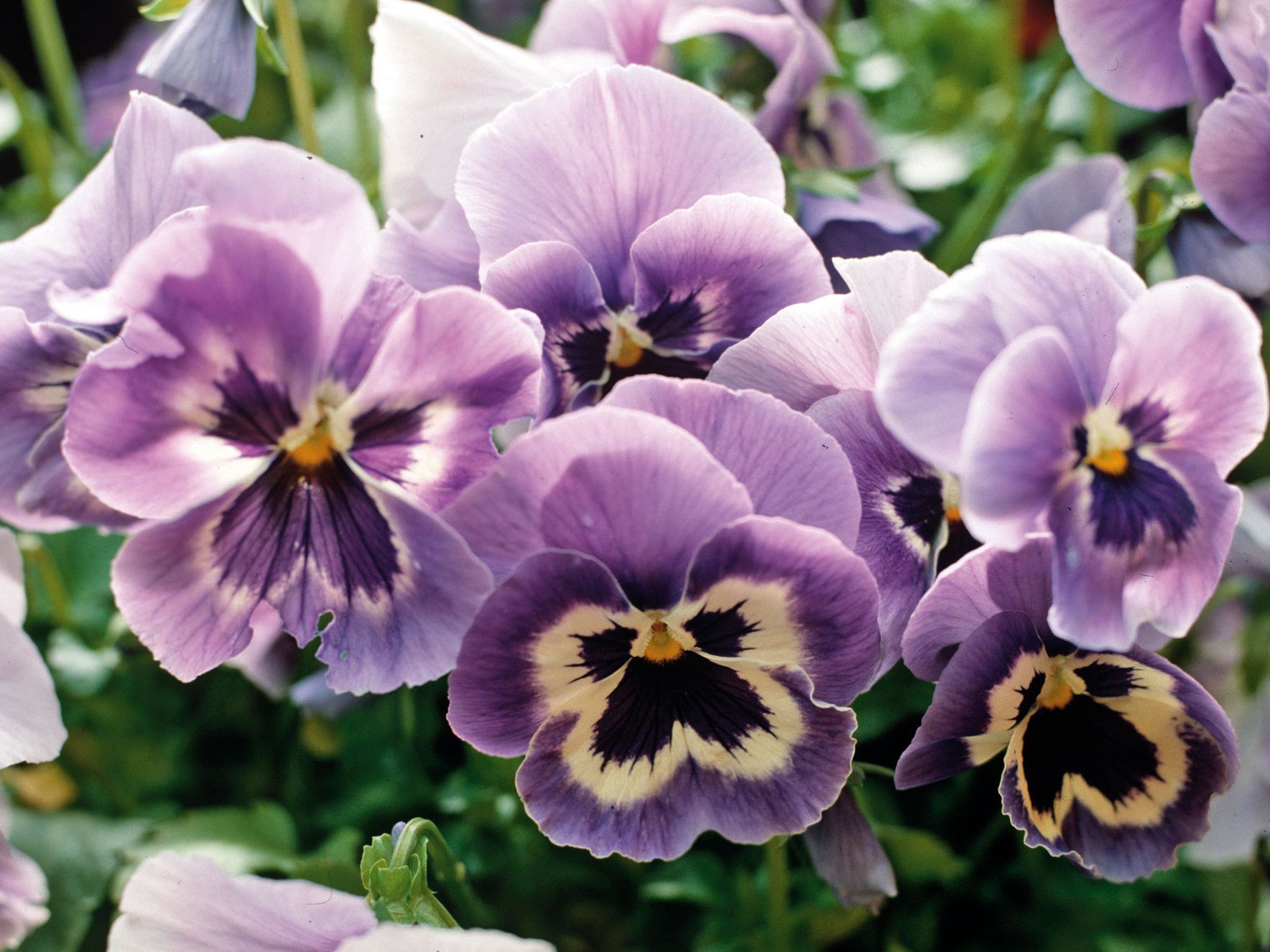 Winter Flowers: Best Blooms to Brighten Cold Days