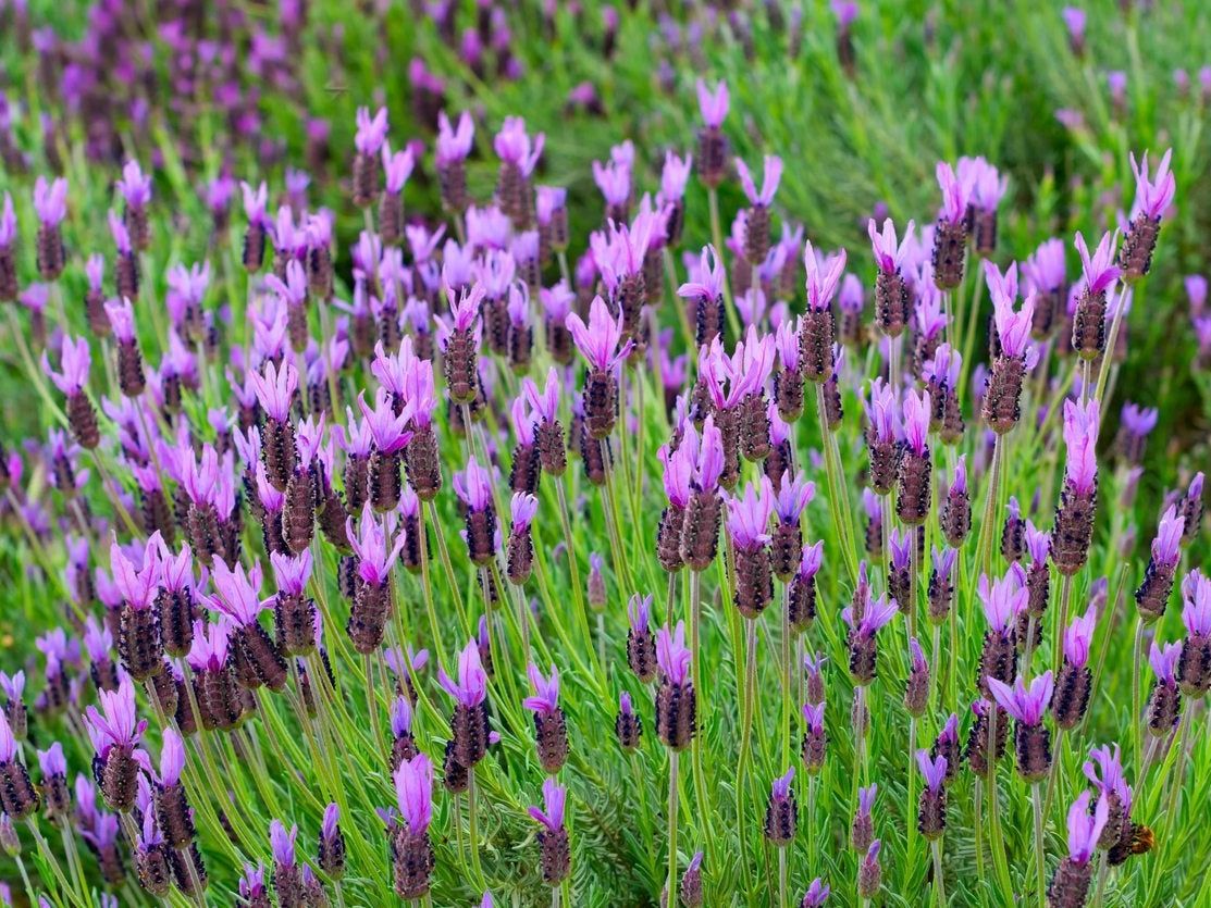 Spanish Lavender Care, Benefits & Growing Guide