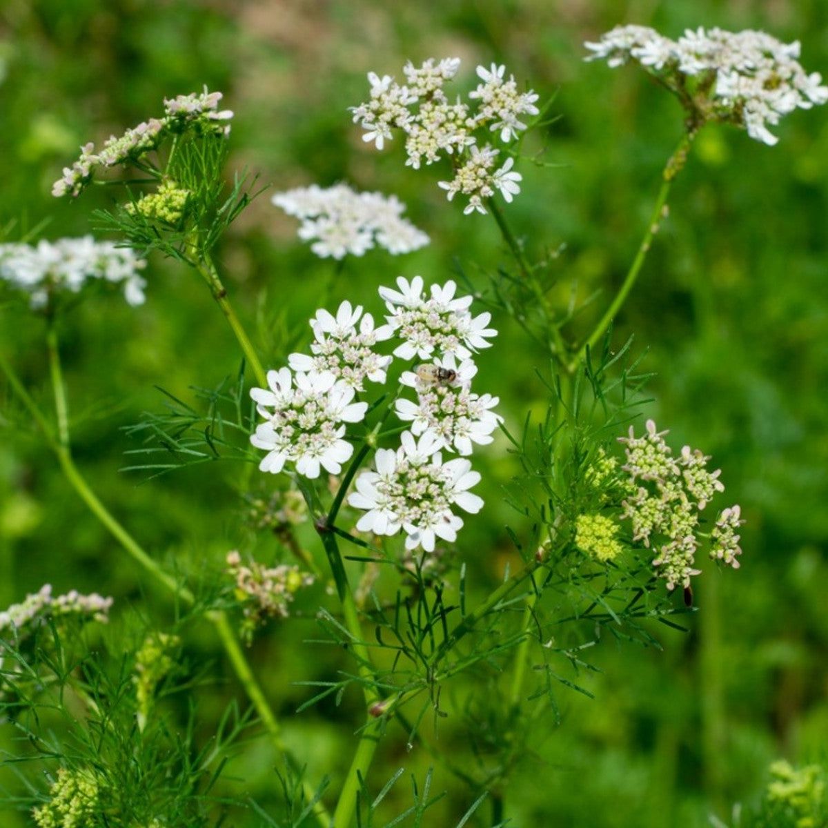 Cilantro Flower Bouquet
