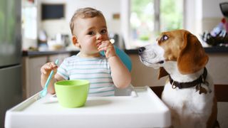 a baby eats in a high chair next to a dog looking at the baby&#039;s food.