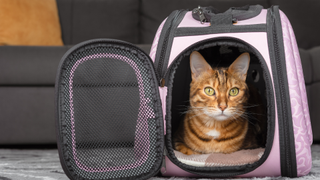 Red bengal cat inside one of the best cat carriers in pink