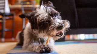 A terrier type dog laid on a carpet chewing a rawhide chew