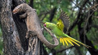 Winning photo of parakeet biting a monitor lizard from SINWP Bird Photographer of the Year 2024