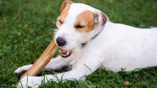 Jack Russell chewing on one of the best long lasting dog chews