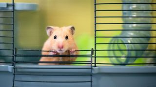 Hamster chewing cage