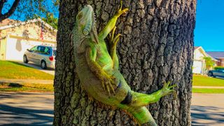 A frozen green iguana clings onto a tree.