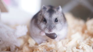 Grey hamster sitting on shavings