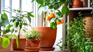 plants to bring indoors for November