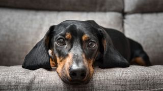 Dog lying on the sofa