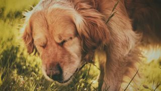 sneezing dog