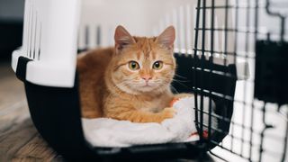 Ginger cat in a carrier with the door open, looking out