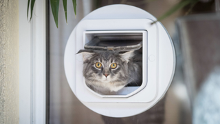 Grey cat poking its head through a cat flap fitted in a window