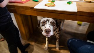 Dalmation begging for food under the table