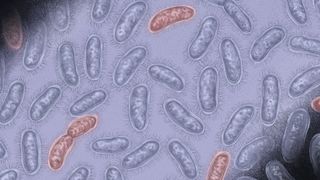 An illustration showing rod-shaped bacteria on a purple background. A few of the bacteria are colored red.