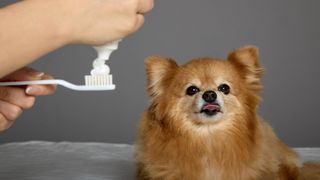 Hand squeezing toothpaste onto a toothbrush with a dog sitting behind with its tongue out