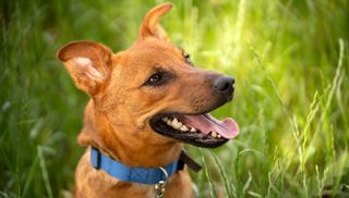 A short haired ginger dog with a blue collar smiling showing healthy dog teeth