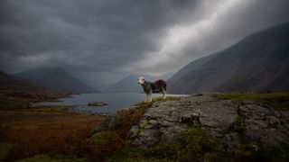 A Herdwick sheep stands on a rock in the middle of a Lake District landscape photo, with a moody overcast sky 