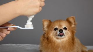 Long-hair chihuahua looking into the camera with his tongue out as owner squirts toothpaste onto white toothbrush ready for dog teeth cleaning