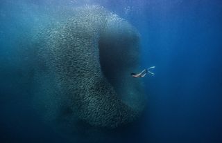 Photograph of a school of sardines in the Philippines by Benjamin Yavar titled ‘Wormhole’, winner of the 5th ViewSonic ColourPro Awards