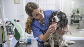 Dog at the vets