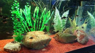 photo of a large home fish tank with small striped fish, rocks, red gravel and fake aquatic plants