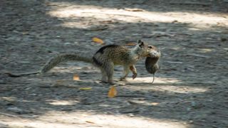 A squirrel running with a vole in its mouth in Briones Regional Park, California. 