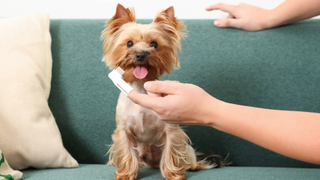 Dog sitting on a couch with a person holding out a finger toothbrush for dogs