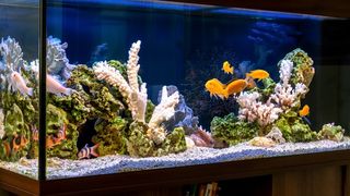 An example of one of the best tropical fish tanks