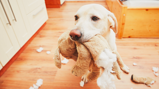 Labrador biting into a dismantled teddy bear, needing one of the safe dog chews for aggressive chewers