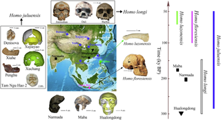 image showing various Asian hominin skulls, a map of central Asia, and a timeline of hominins