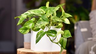 Pothos houseplant on stool