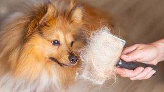 Shetland Sheepdog