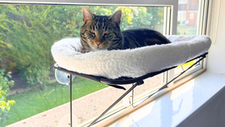 Nala sitting on the best cat hammock for windows