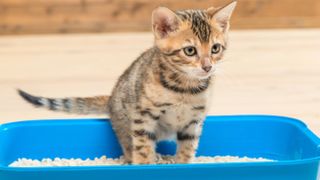 Cat sitting in litter box