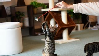 kitten playing with toy