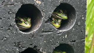 A picture of three frogs sitting in little holes in a concrete &quot;frog sauna&quot;