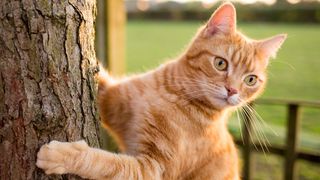 Indoor to outdoor cat - a cat climbing a tree