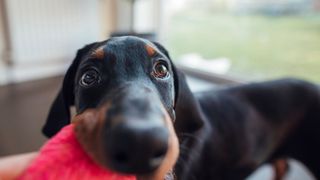 Dog with a toy in his mouth