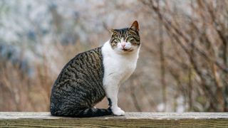 Tabby and white cat sat on a wooden fence