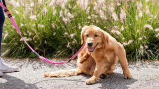 Dog wearing the best flea collar for dogs