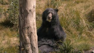 An Andean bear in the forest 