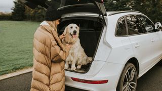 Dog in car