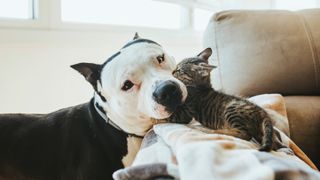 Dog and kitten