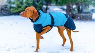 Vizsla dog wearing blue winter coat in the snow